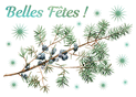 Branches de sapin et baies pour de belles fêtes